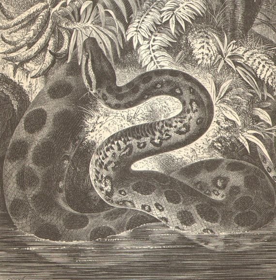 Анаконда детский рисунок