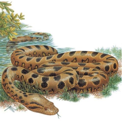 Анаконда рисунок