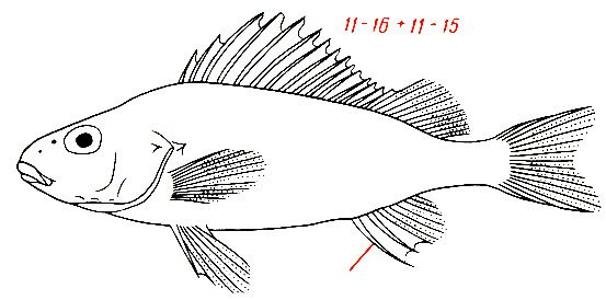 Нарисовать ерша