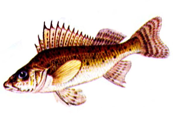 Ерш для детей