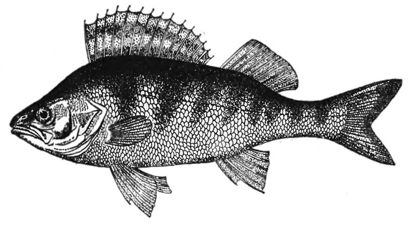 На рисунке изображены сом и щука. Рыба морской окунь и Ерш. Ерш рыба Кунгурская. Хищные рыбы. Рыба с большим верхним плавником.