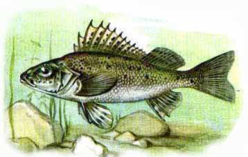 Пресноводная рыба с шипом на спинном плавнике