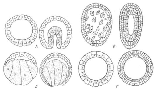 Эмбриология гаструляция