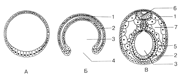 Рисунок гаструляция (49 фото)