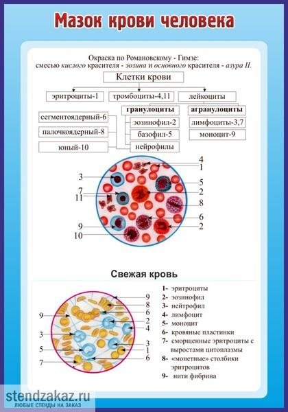 Форменные элементы крови гистология