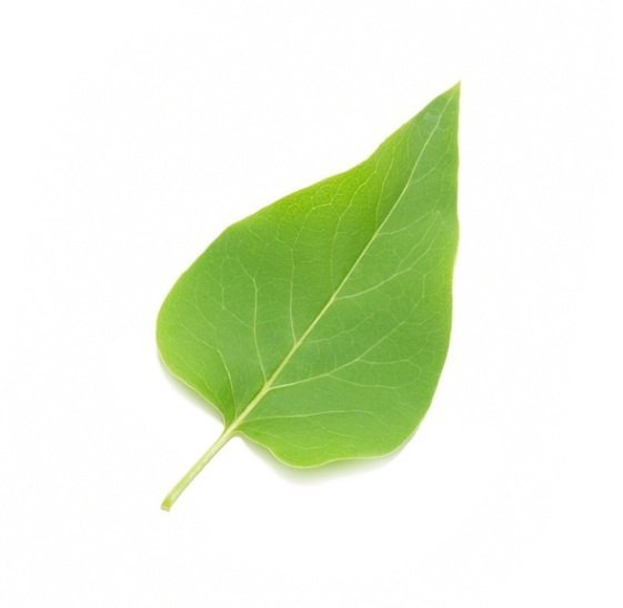 Листок сирени