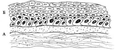 Эпителиальная ткань многослойный ороговевающий