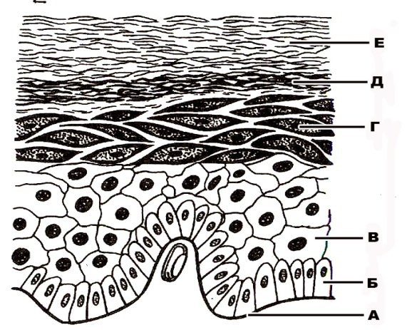 Многослойный переходный эпителий строение и функции