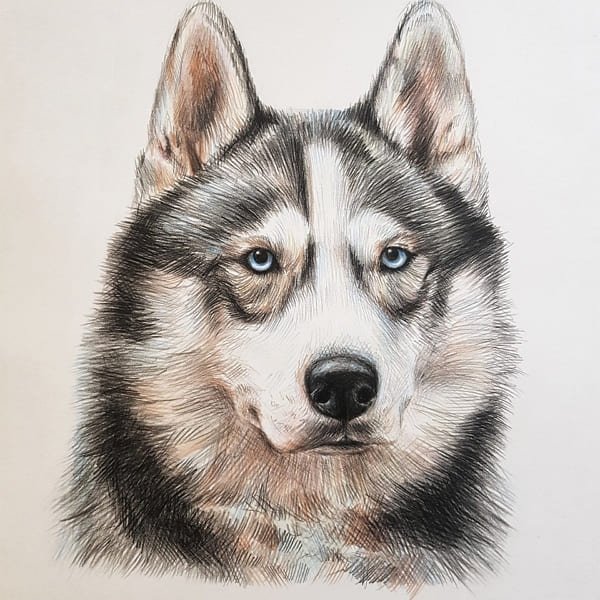 Лайка карандашом