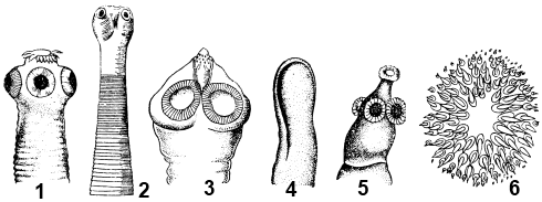 Строение сколекса цестод