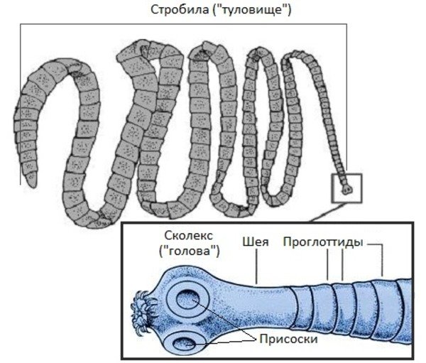 Строение стробилы ленточных червей