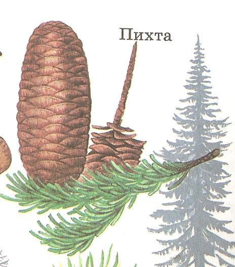 Пихта шишки и хвоинки