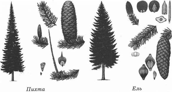 Пихта шишки и хвоинки
