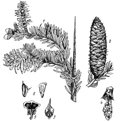 Пихта Сибирская семенные чешуи