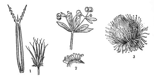 Строение плода череда
