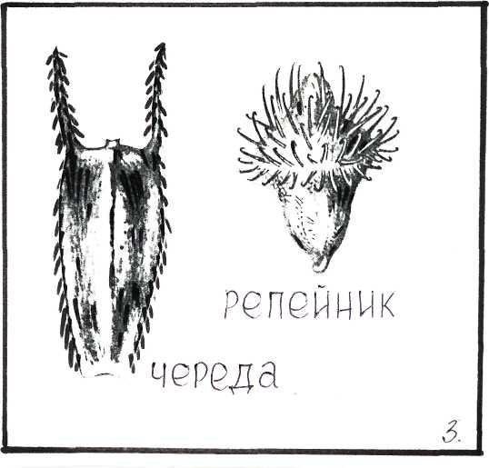 Репейник способ распространения семян