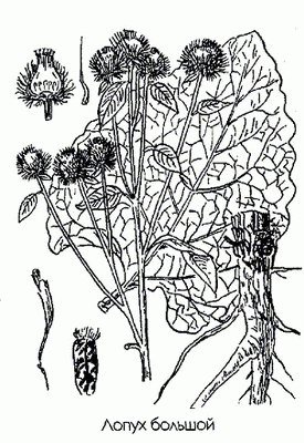 Строение лопуха