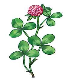 Клевер Луговой рисовать