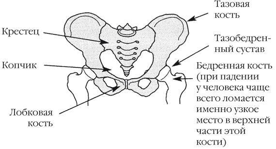 Таз схема анатомия. Кости тазового пояса схема. Схема строения тазовой кости. Строение костей таза схема. Тазовый пояс