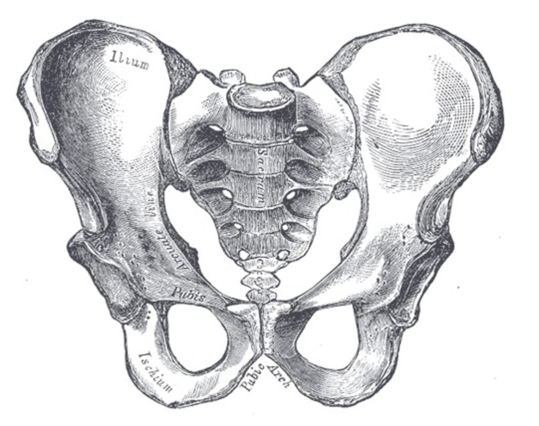 Три тазовые кости. Тазовая кость таза анатомия. Подвздошная кость на скелете. Линия терминалис таза. Кости таза женщины анатомия.