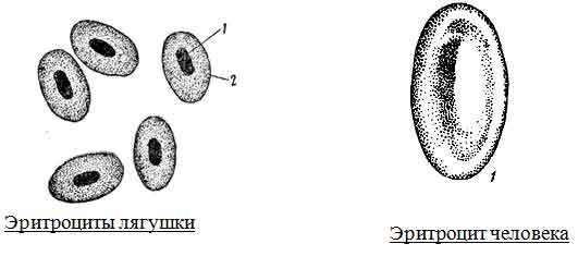 Строение эритроцитов человека и лягушки