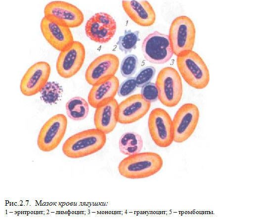 Мазок крови лягушки гистология