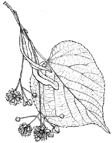 Лист липы раскраска