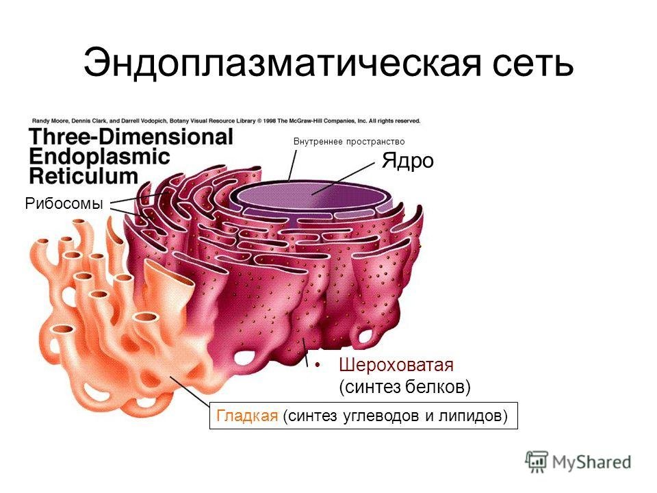 Канал эндоплазматической сети. Эндоплазматическая сеть строение рисунок. Эндоплазматическая мембрана. Шероховатая эндоплазматическая сеть строение. Гладкая эндоплазматическая сеть рисунок.