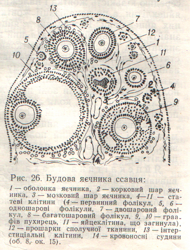 Схема строения яичника млекопитающего