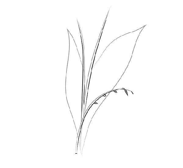 Строение стебля злаковых