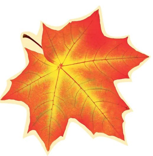 Кленовые листочки