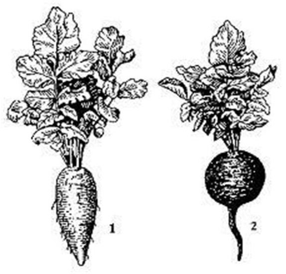 Корнеплоды рисунок (45 фото)