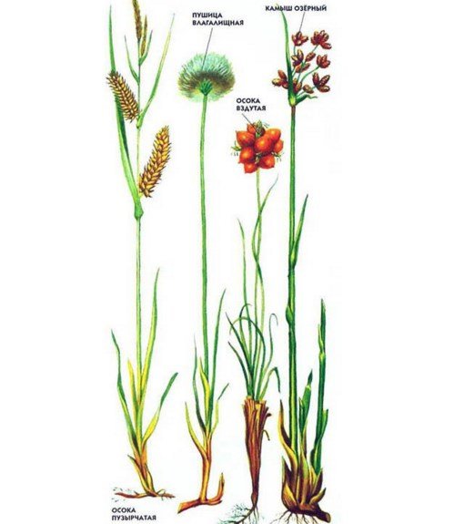 Осока Сибирская