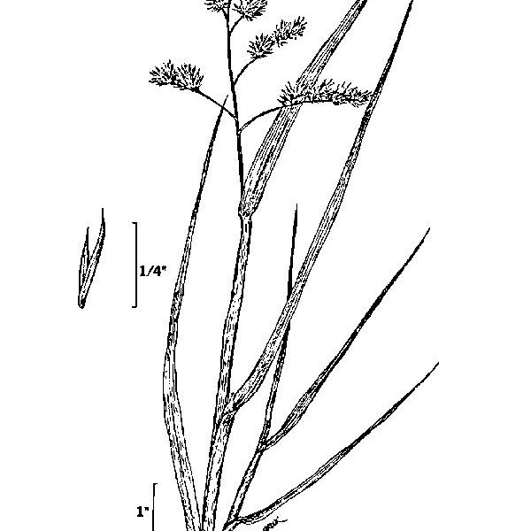 Осока трава