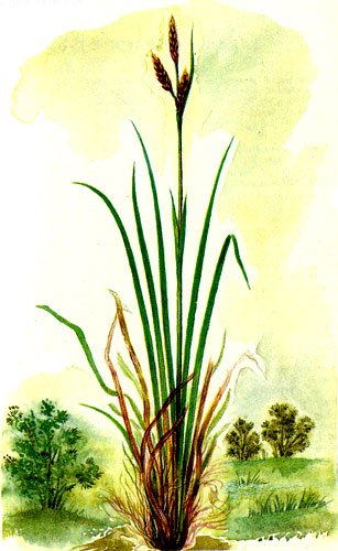 Осока Ботаническая иллюстрация
