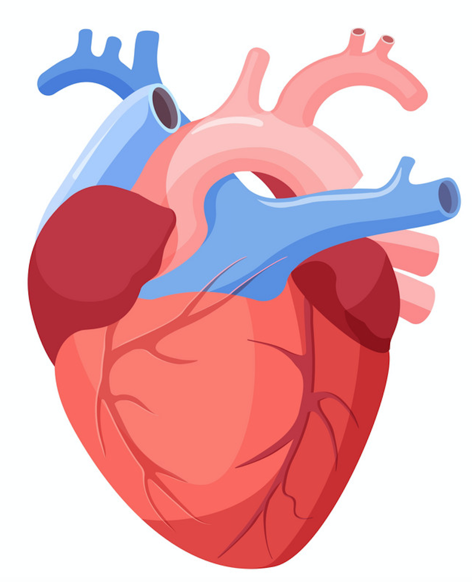 Орган сердце человека рисунок. Сердце анатомия. Биологическое сердце. Строение сердца.