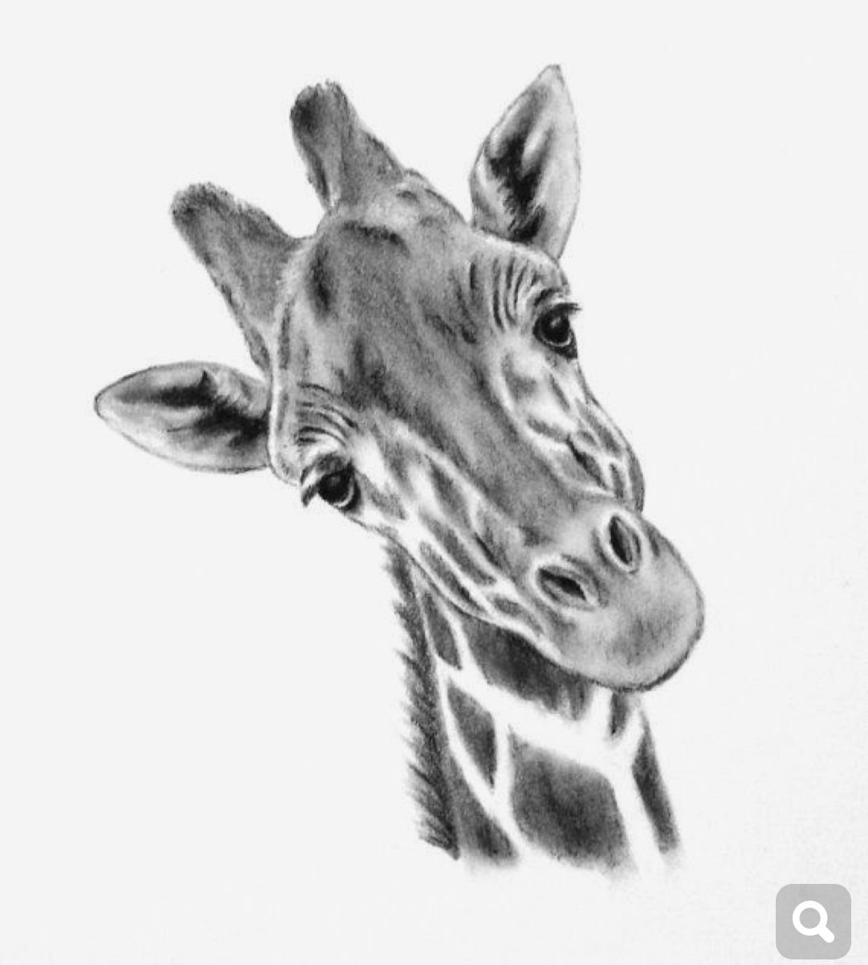 Рисунок жирафа карандашом