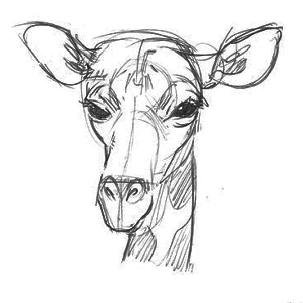 Рисунок жирафа для срисовки