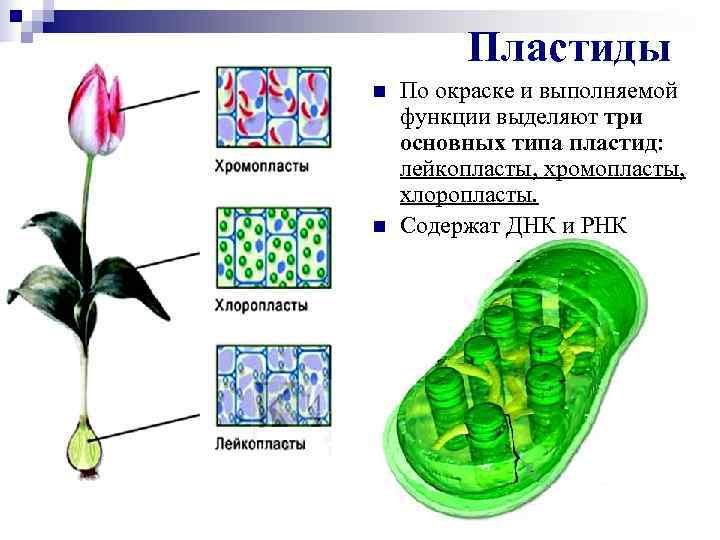 Лейкопласты в растительной клетке. Хлоропласты хромопласты лейкопласты. Лейкопласты строение. Рисунок пластиды клетки. Пластиды растительной клетки.