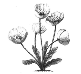 Полярный Мак раскраска