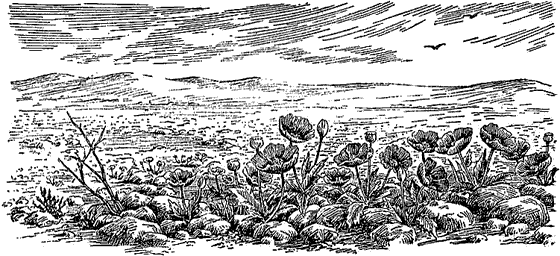 Мак раскраска для детей