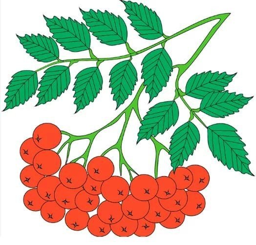 Гроздь рябины рисунок