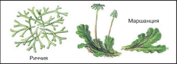 Печеночники маршанция и риччия