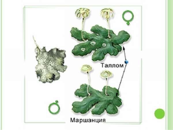 Маршанция рисунок (48 фото)