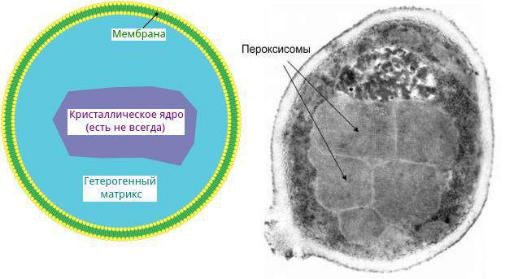 Схема строения пероксисомы