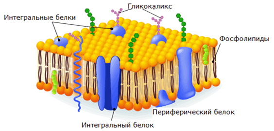 Плазматическая мембрана гликокаликс