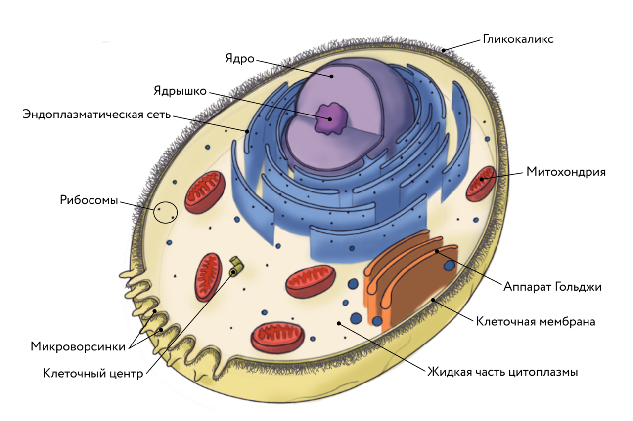 Клеточной мембране клетки грибов. Схема строения животной клетки. Клеточная стенка и гликокаликс. Биология строение клетки животного. Клеточная мембрана гликокаликс.