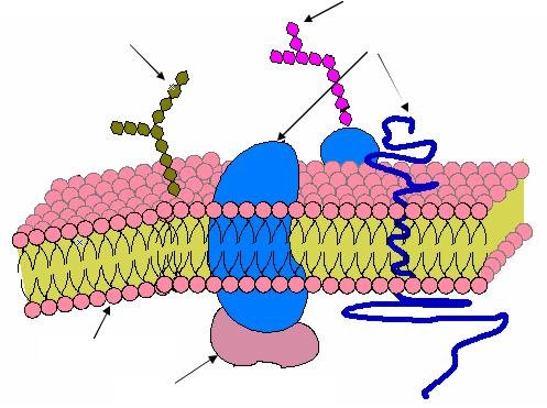 Клеточная мембрана гликокаликс