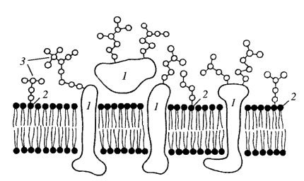 Схема строения плазматической мембраны