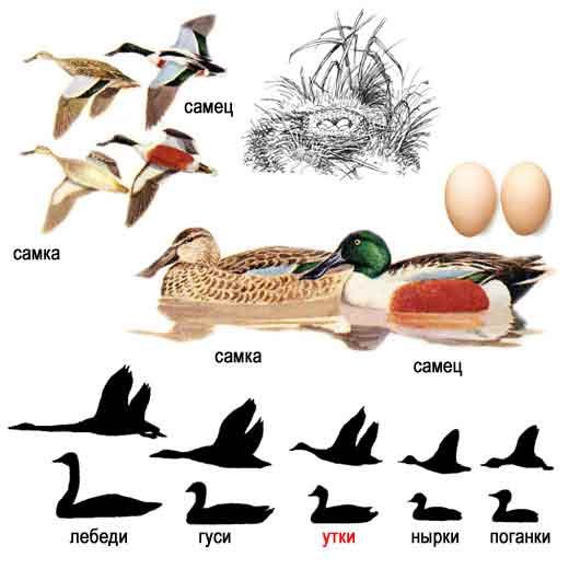 Утки и селезни различия